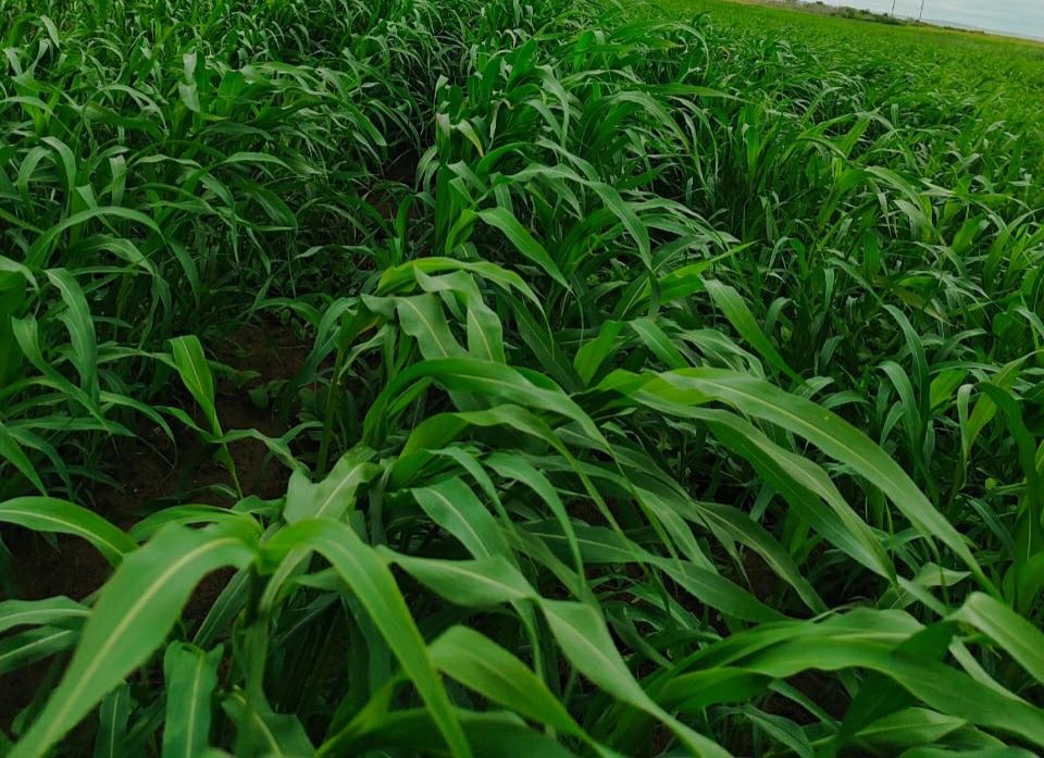 Сено суданская трава.