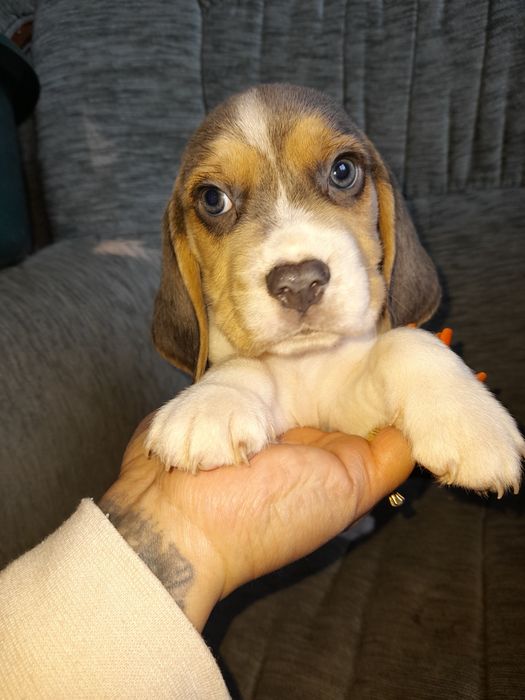 Oferta azi! Puiuti beagle tricolor și silver