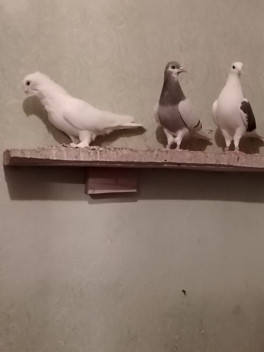 Продавам английски Типлери 11 броя