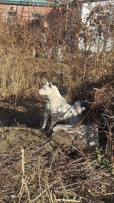 Продам Лайку чисто породную