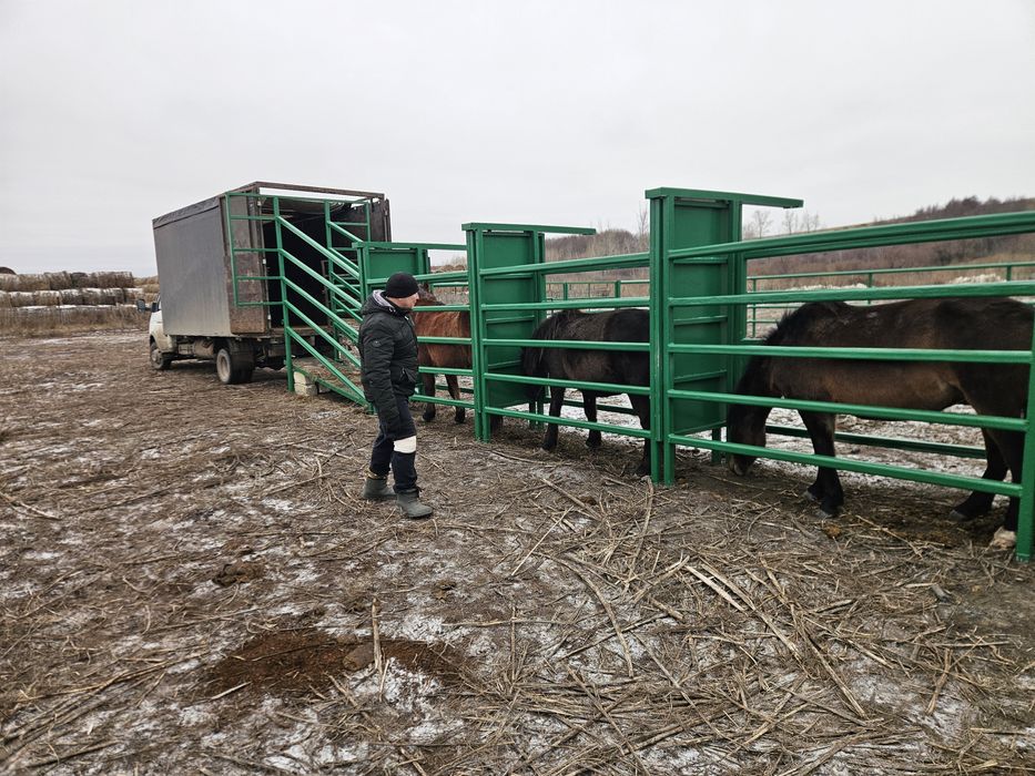 Услуга скотовоза межгород/город/