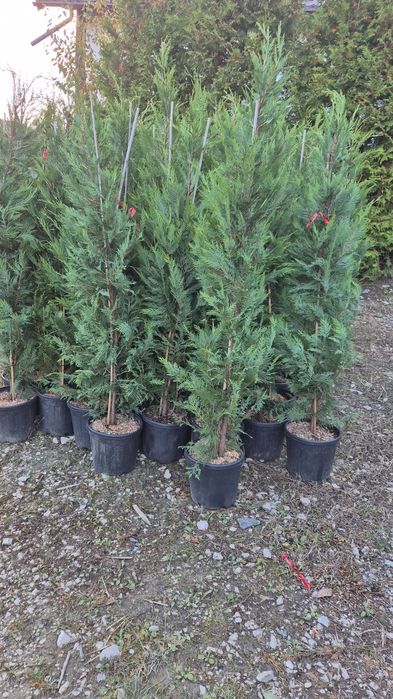 Brazi de Crăciun la ghiveci  si cu balot de pământ