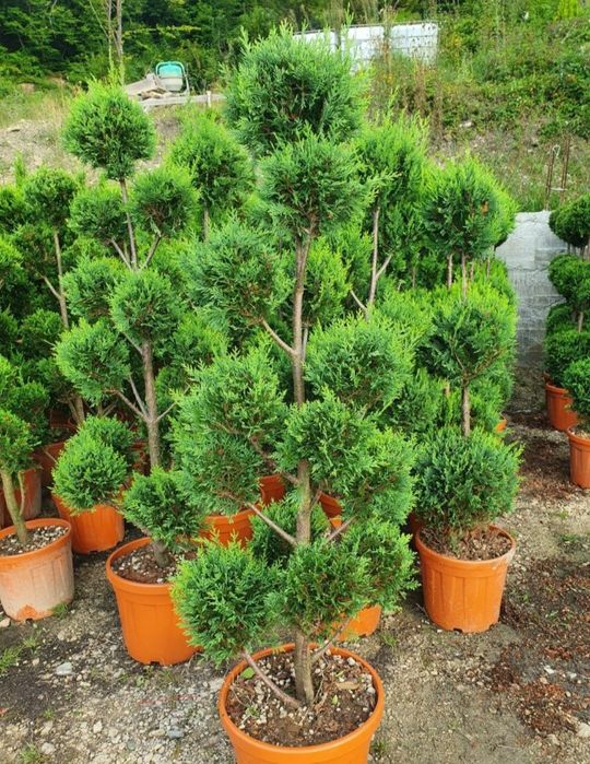 Glob aurea pe tija/  ilex , tuia 3 globuri ofer transport