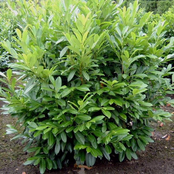 Laur Englezesc La Ghiveci