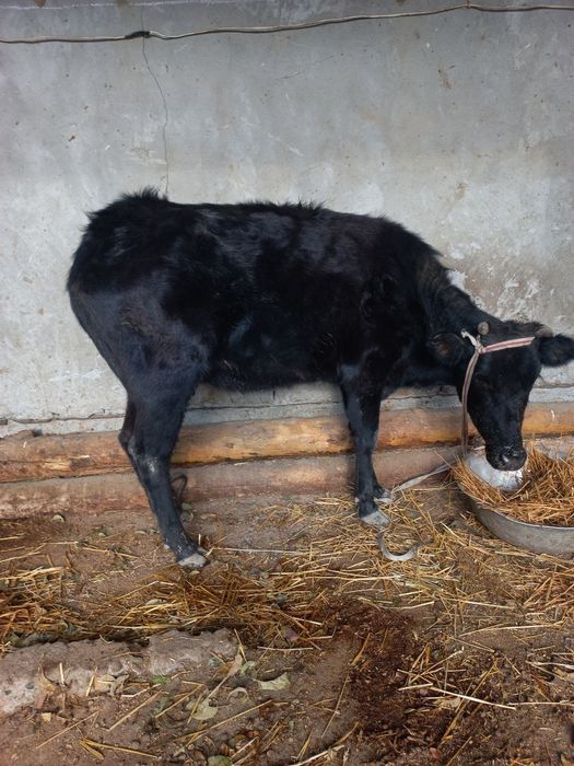 Sigir, qochar,ona bola