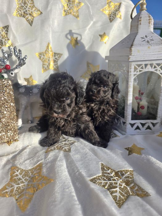 Пудел той /сребърни момичета / с родословие