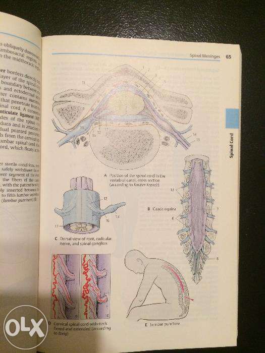 Atlas Neuroanatomie si Organe de Simt THIEME asemanator NETTER