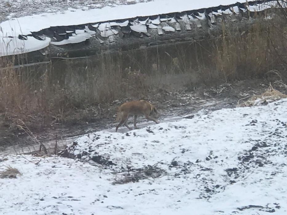 Русская гончая, 3 год