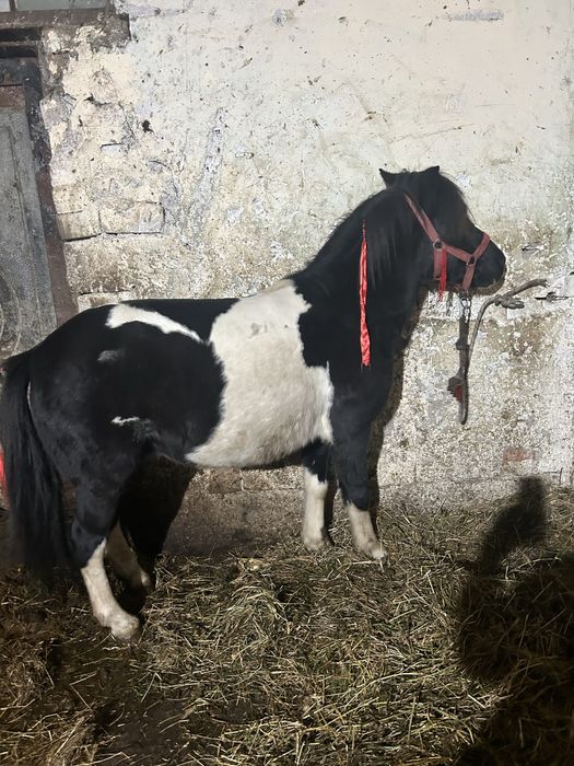 Vand urgent ponei castrat