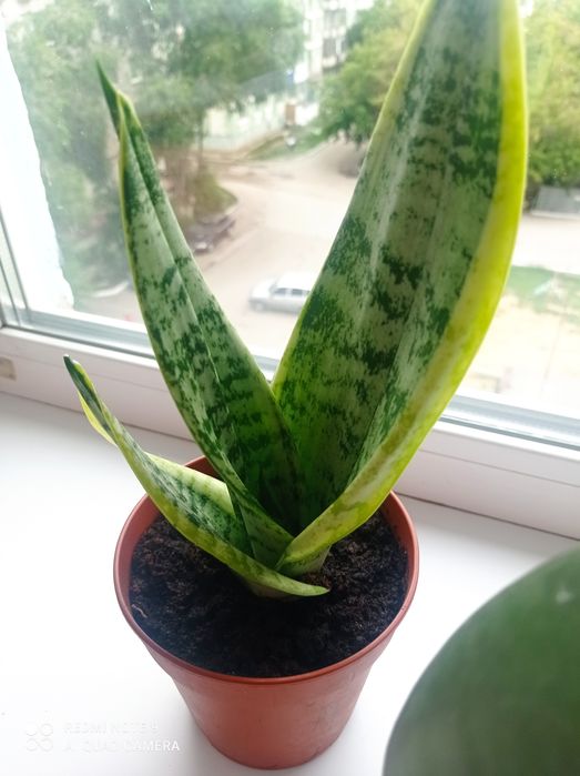 Продам отростки Сансевиерия (щучий хвост)