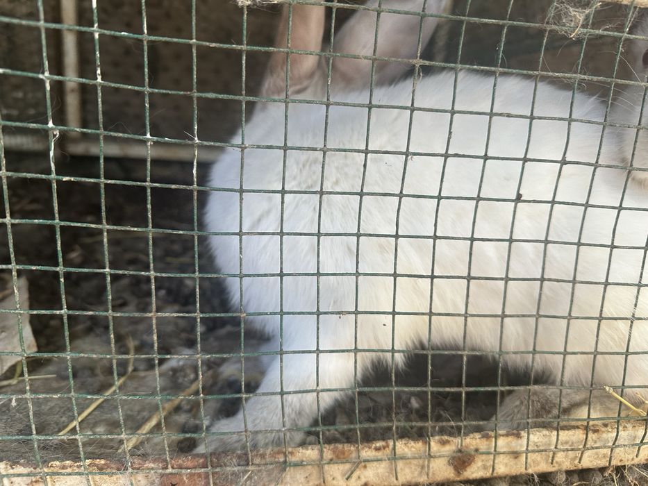 quyonlar sotiladi, bozor narxida, kelishtirib beriladi!