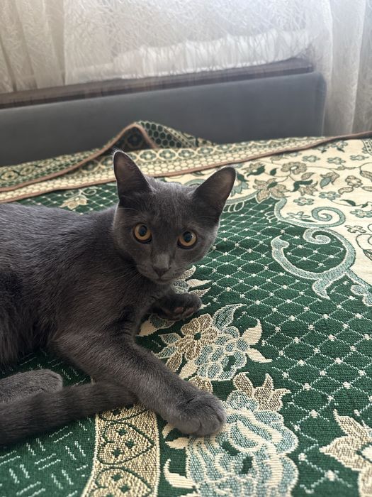 Котенок 4,5 месяца отдам в хорошие руки, отдам в хорошие руки……….