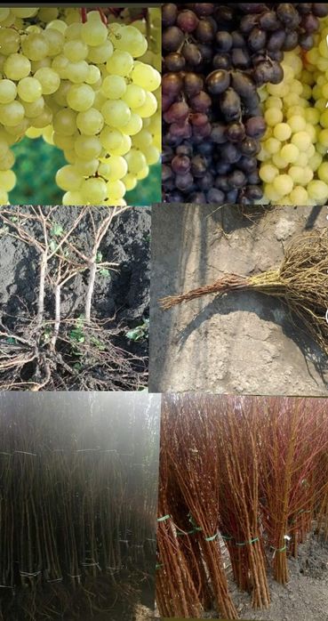 Butasi vita de vie și pomii fructiferi direct de la producător