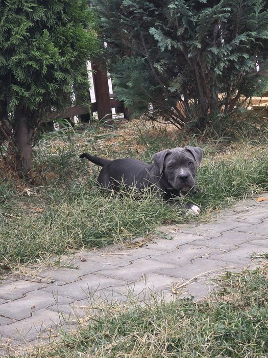 American Bully Pocket – 3 luni jumate, Bloodline de Top