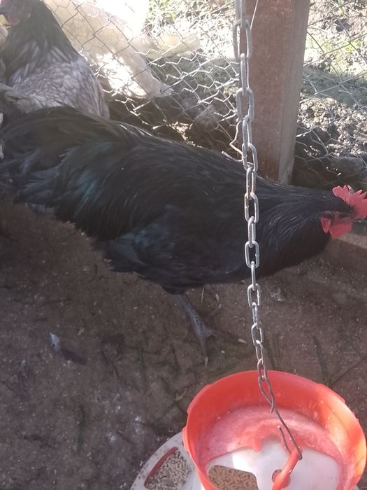 Cocoș australorp!