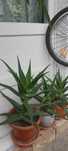 Plante Aloe Vera diferite dimensiuni