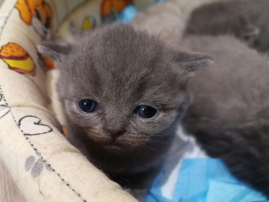 Pufos in cautare de iubire