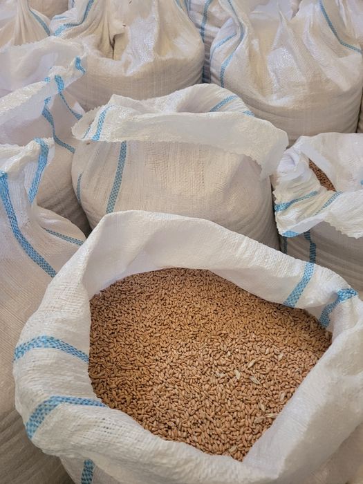 Vind. Grîu. Furajer.  Producție.  2025