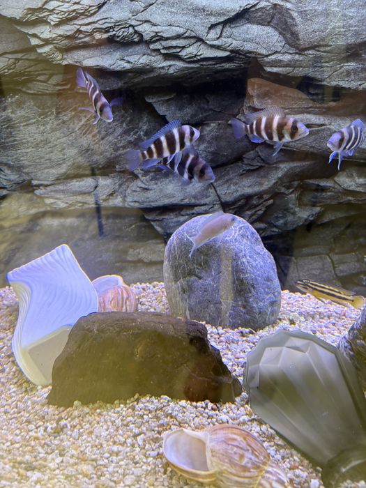 Akvarium 370lt komplekt зур холатда ойнаси 10 лик оптивайт хитой