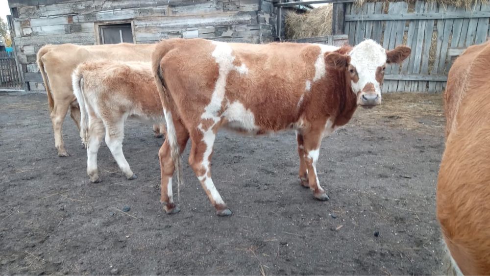 Продам телочку 1,5-2 года