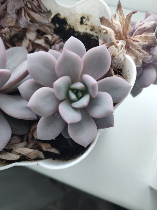 Суккуленты 500тенге