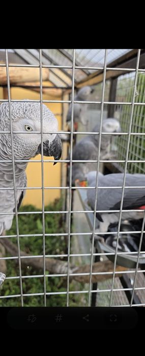 Vand pui blanzi  papagali jako