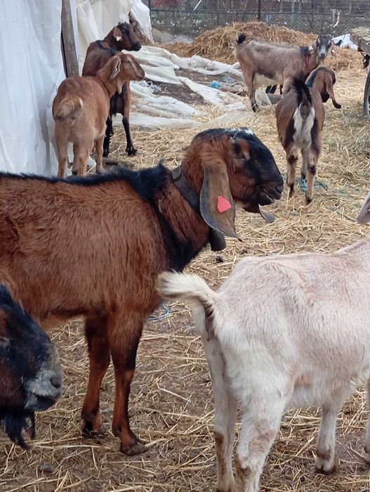 Tapișor de vânzare din tata cu pedigree și mama F3 3 l la mulsoare.