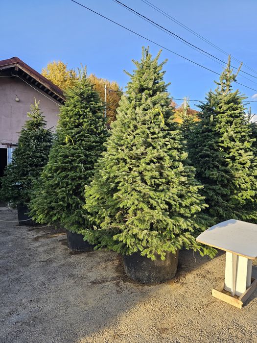 Brazi 3m extra calitate  ( vand brad Normandiana )  nordmann