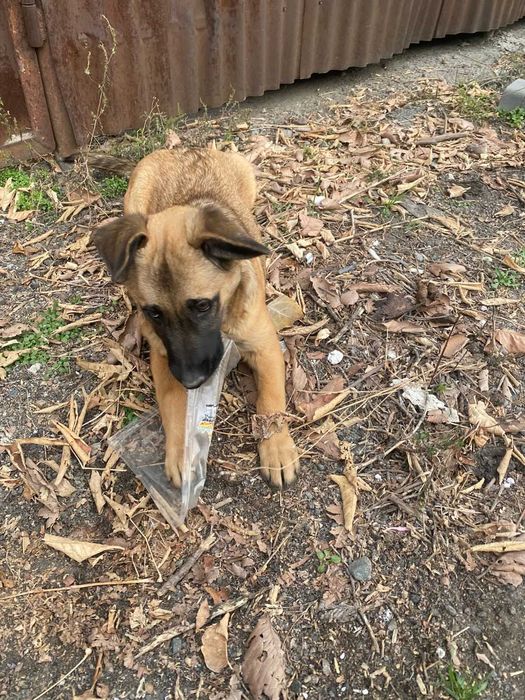 Щенулька в хорошие руки