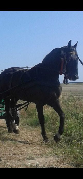 Iapă de vânzare  foarte bună