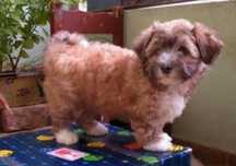 Bichon Havanez cu pedigree