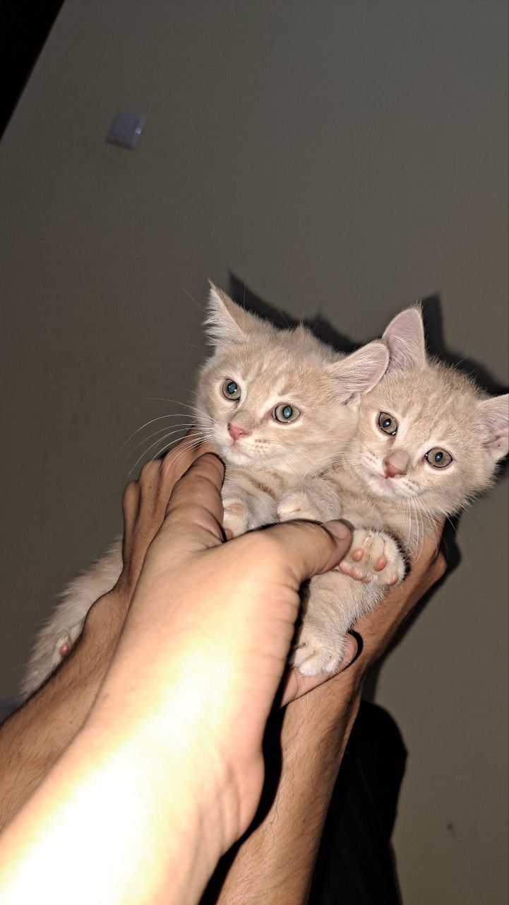 Scottish Straight sariq rangdagisi va Scottish Fold seriey rangdagisi