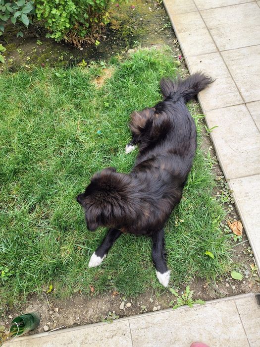 Caine spre adopție