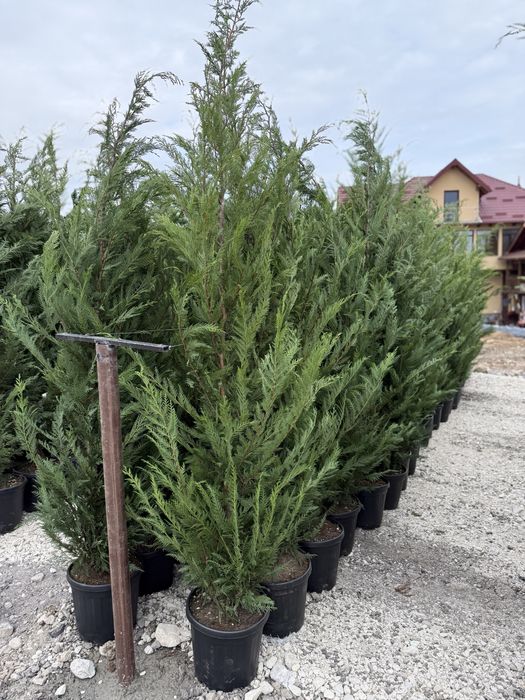 Vand leylandi/leylandi gold calitate extra