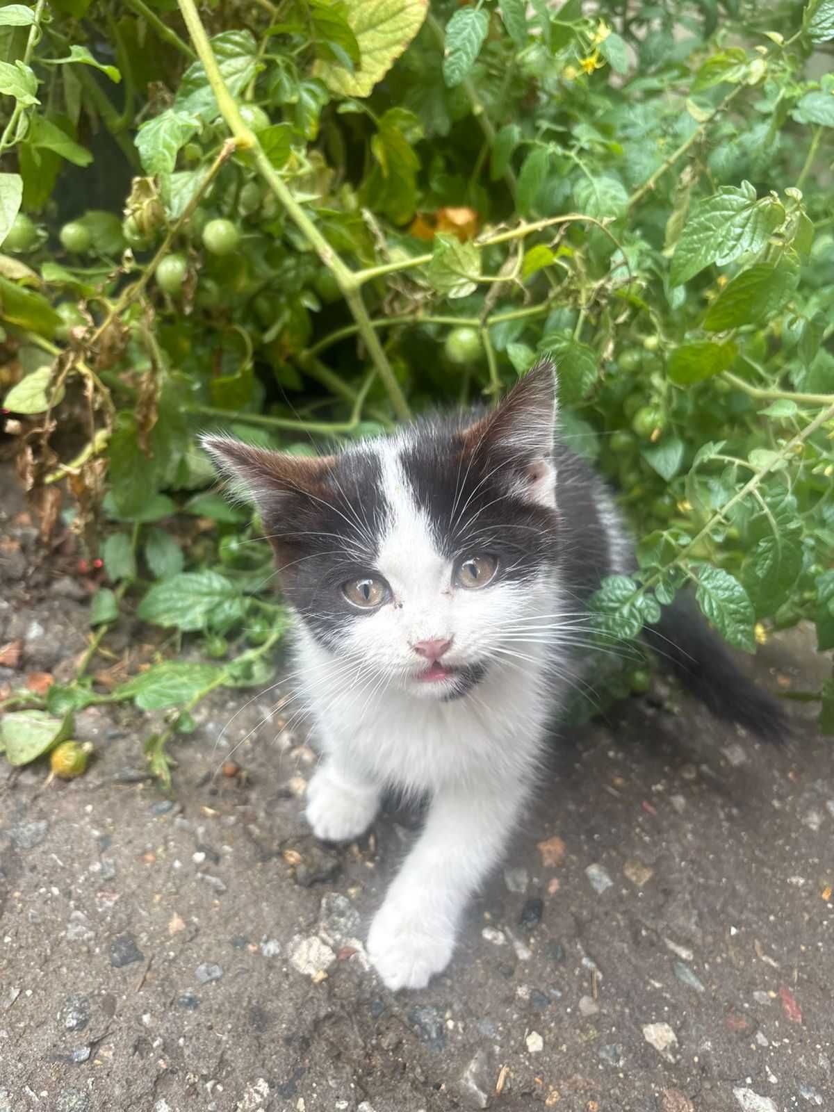 Дарю чудо котёнка девочку