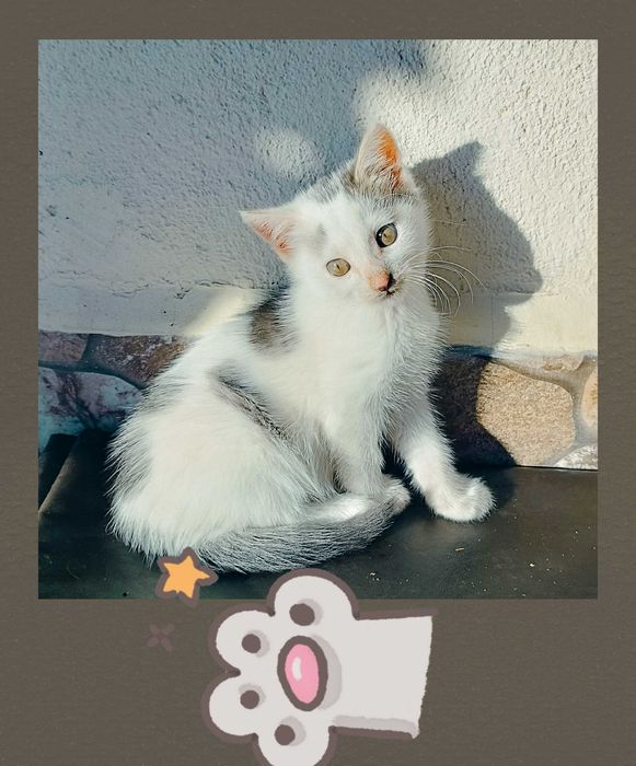 Малко котараче " Лапичка"