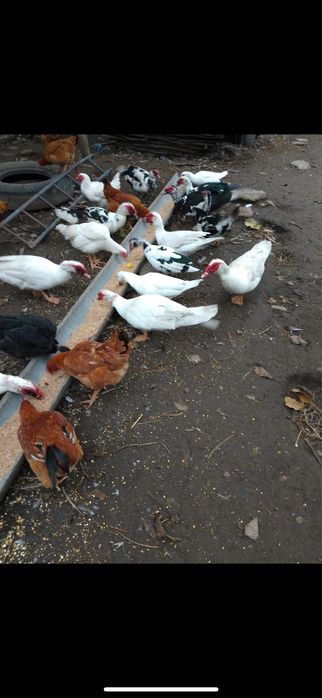 Rate lesesti  de vanzare