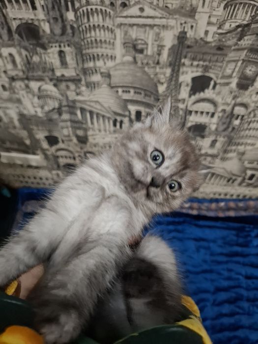 Котята на продажу