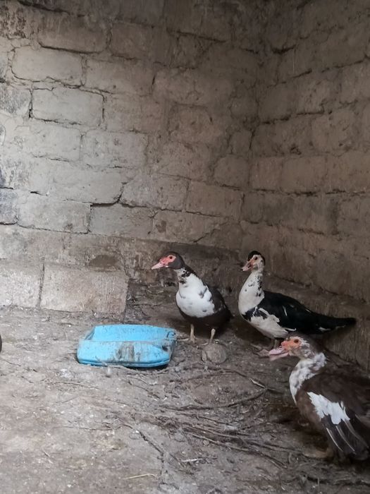 Продам шепунов самки или обмен