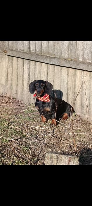 Femela Teckel 2 ani jumate