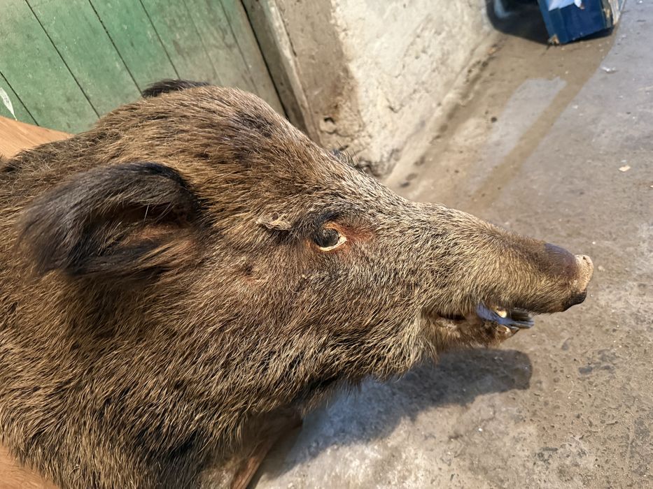 Продавам препарирано диво прасе