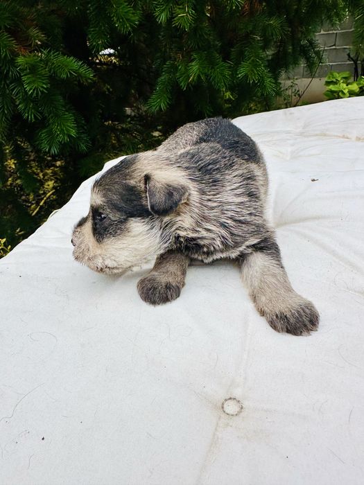 Продавам кученца мини шнауцер (цверг шнауцер)