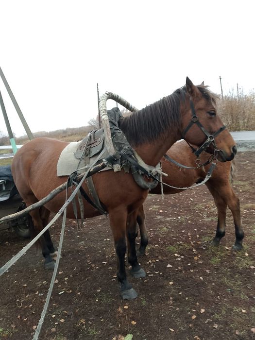Продам лошадь с жеребёнком