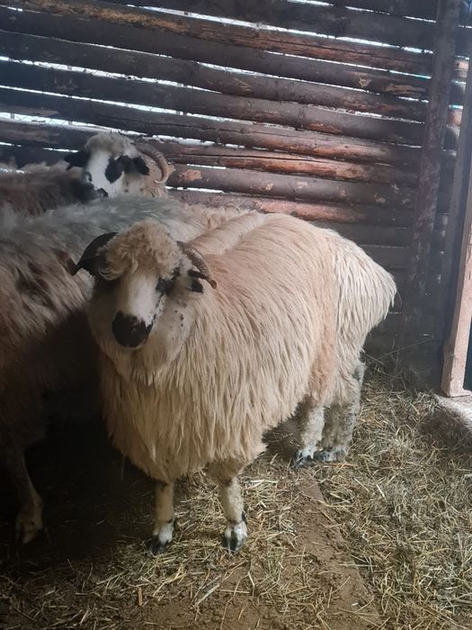 Oi gestante grase și frumoase pe ales