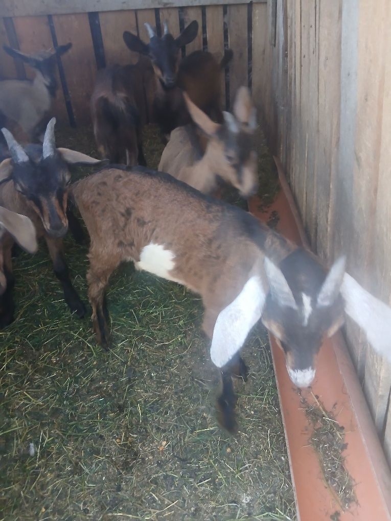 Vând 5 edite și 3 tapisori
