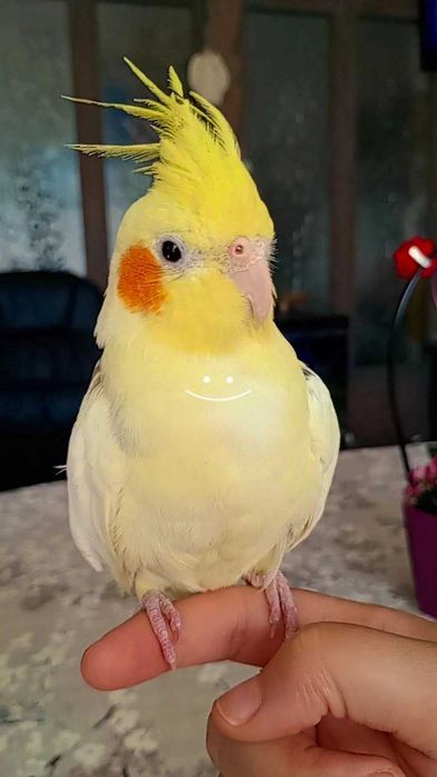 Продавам женска корела ръчно хранена .