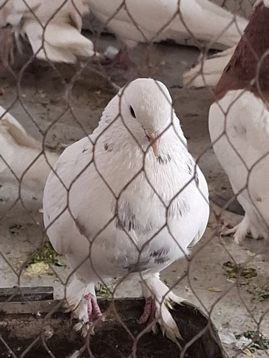 Продаются голуби