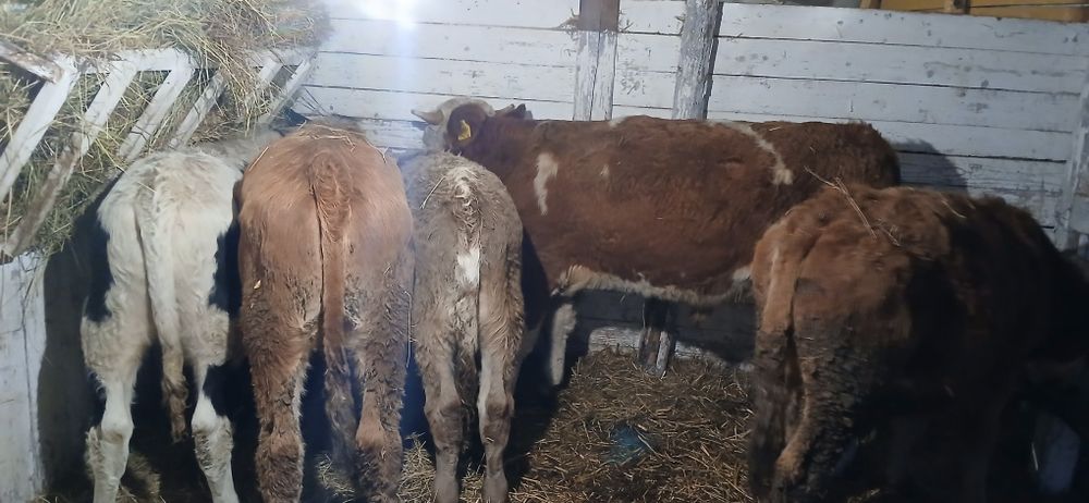 Vând viței mari  încărcați