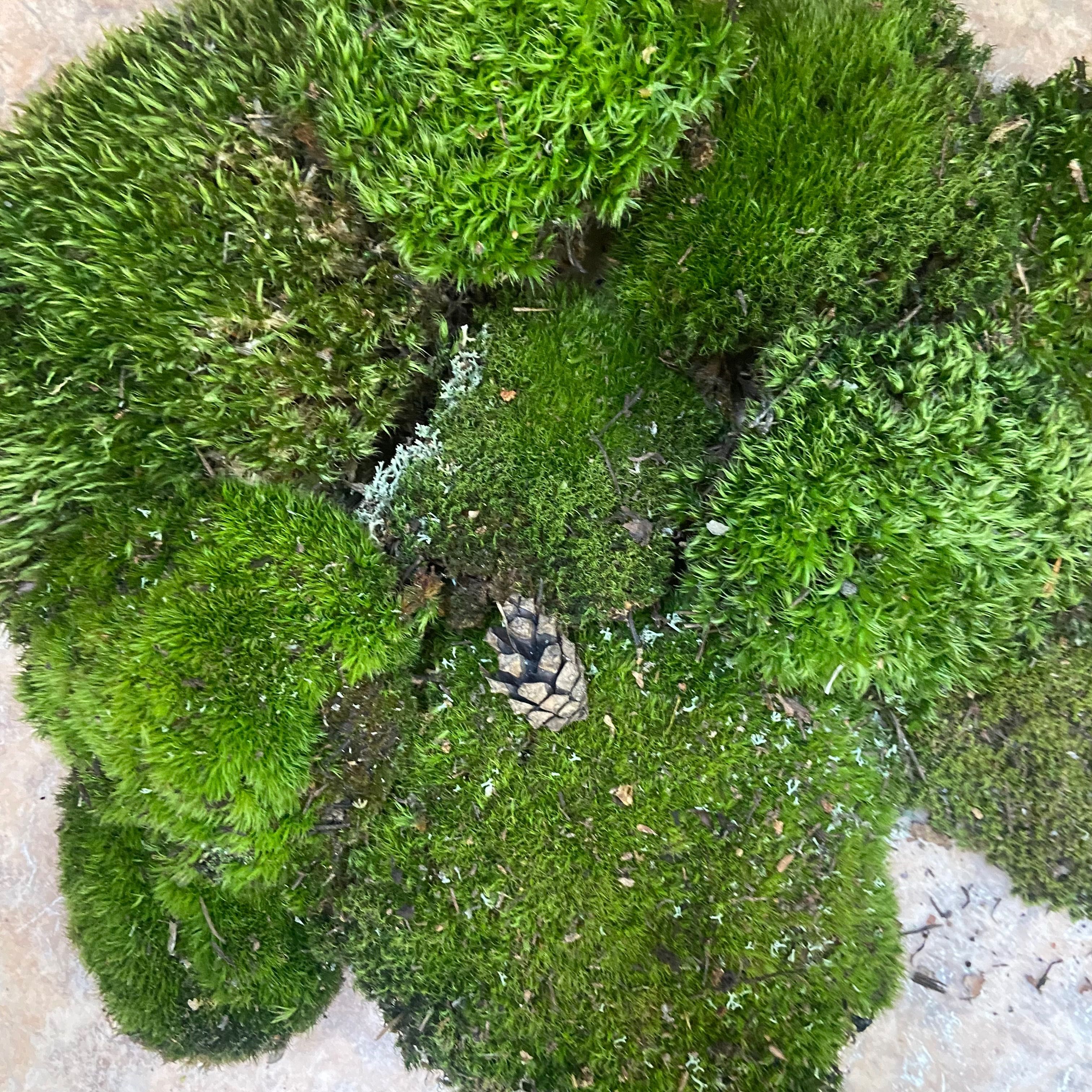 Продам зелёный, живой мох для декораций!