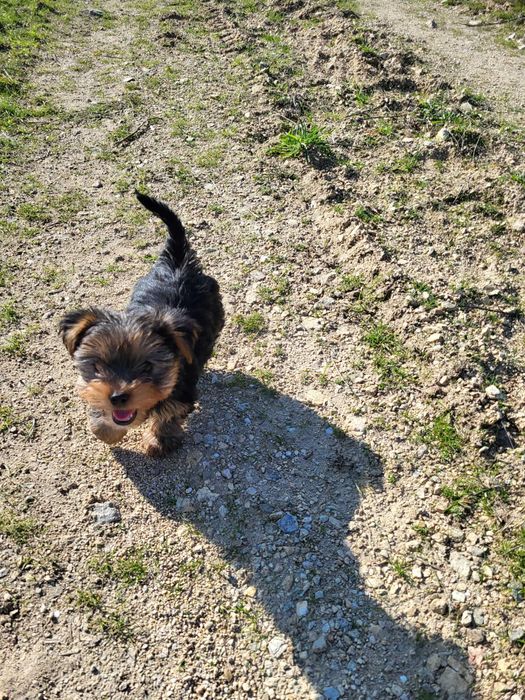 Мини йорки търси любящо семейство